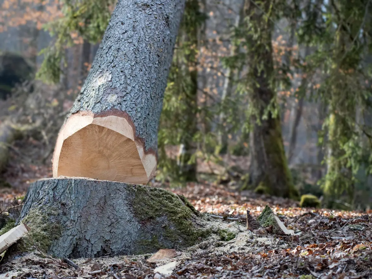 Abattage d'arbres Plédran